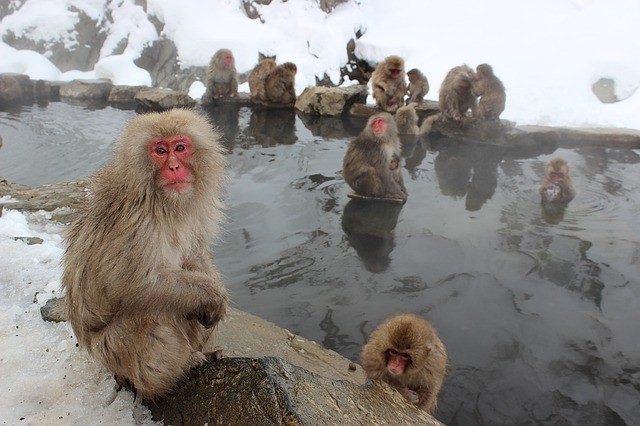 japanese-monkeys